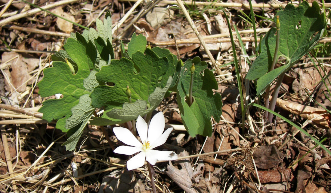 Reflections in Nature Mayapple gets name because fruit appears this